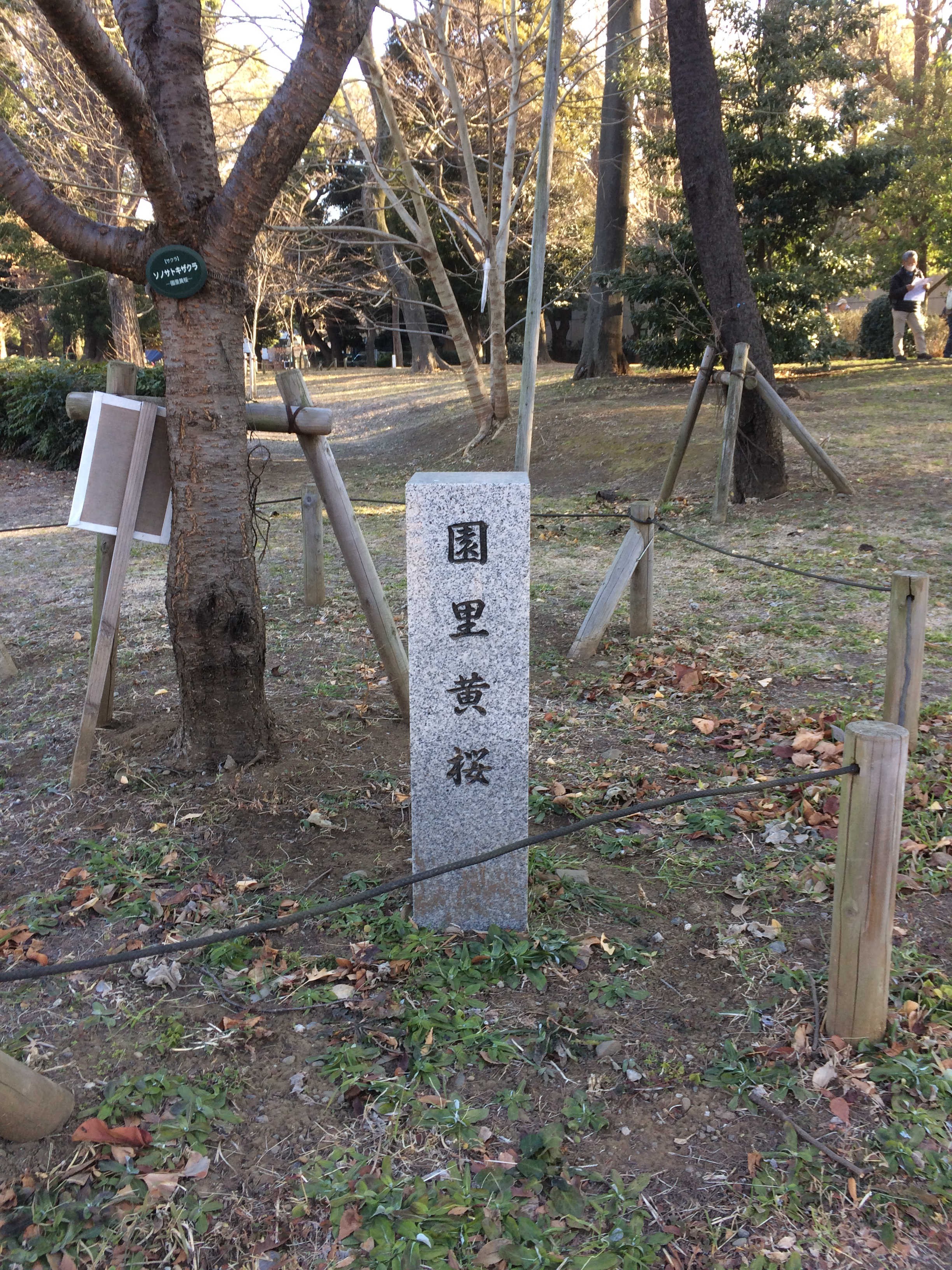 上野公園 　園里黄桜